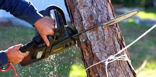 How Our Tree Care Process Works  in  Southmayd, TX