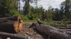  Southmayd, TX Tree Services Pros