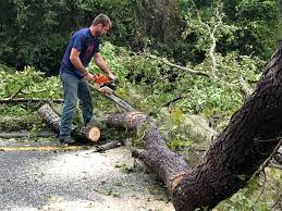 Best Stump Grinding and Removal  in Southmayd, TX