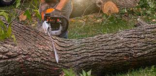 Best Landscape Design and Installation  in Southmayd, TX