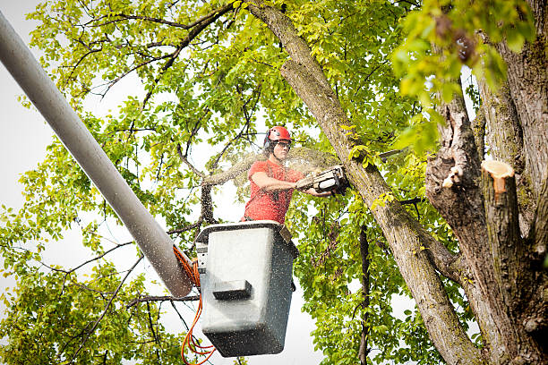 Best Tree Disease Treatment  in Southmayd, TX