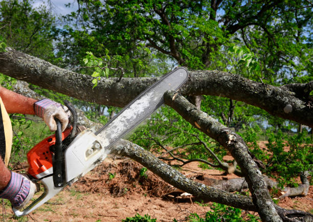 Best Lawn Watering Services  in Southmayd, TX