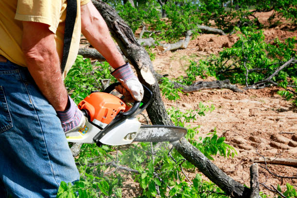 Best Weed Control  in Southmayd, TX